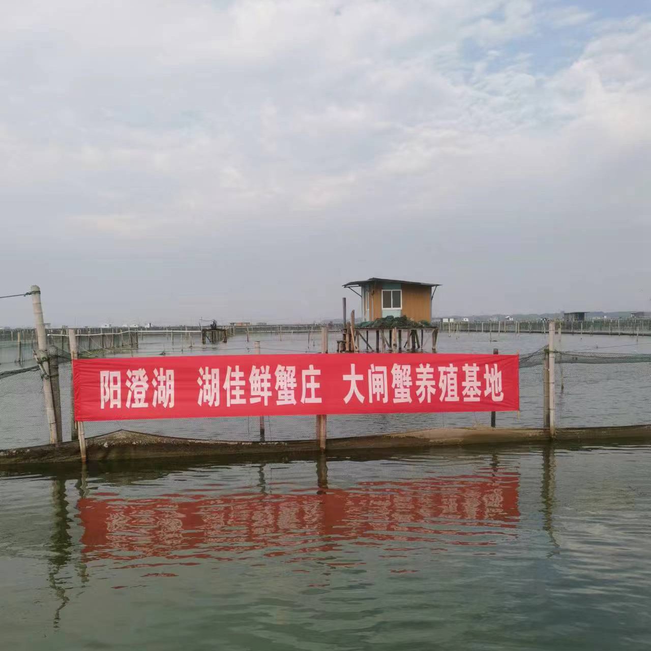 阳澄湖大闸蟹养殖基地