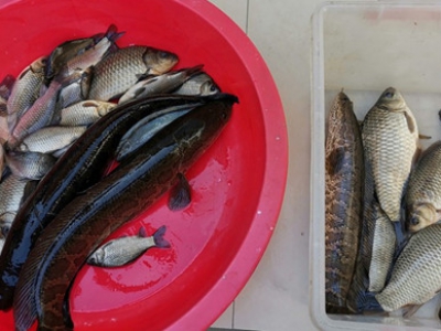 阳澄湖鱼